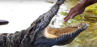 Risks of Viewing Pirated Content Human hand in open mouth of alligator showing risks of viewing pirated content