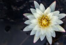 Upcoming Shows: The White Lotus, Season 3 white lotus
